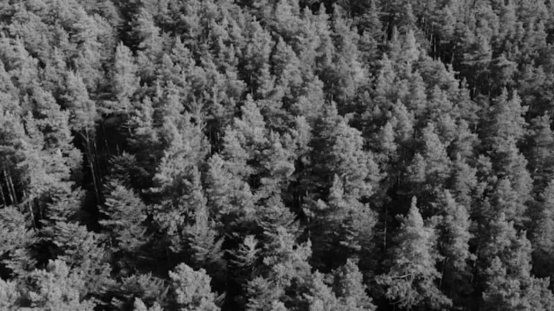 une forêt d'arbres française