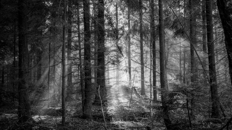 une foret française avec des arbres en hêtre